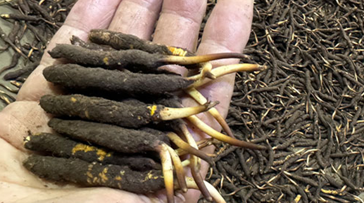 一天一根新鮮冬蟲(chóng)夏草，這些功效藏不住