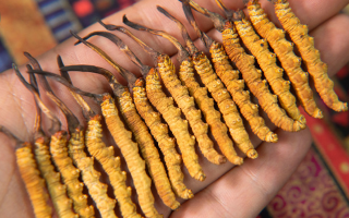 冬蟲夏草幾年保質(zhì)期？不同形態(tài)與儲存方式影響詳解