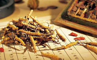 冬蟲夏草適合哪些人？一文讀懂適用與禁忌人群