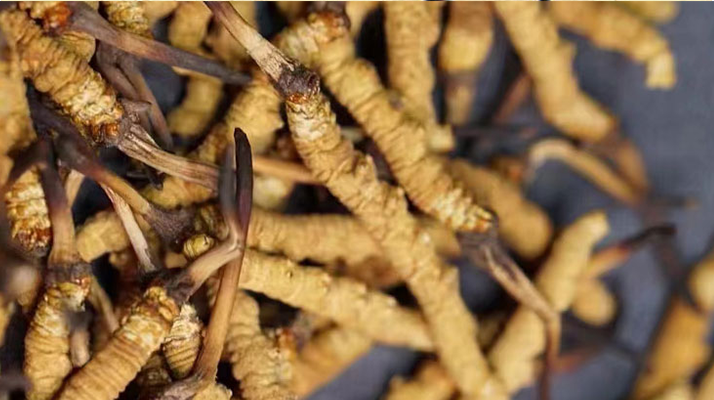 冬蟲夏草辨別方法大全：輕松識破真?zhèn)闻c優(yōu)劣