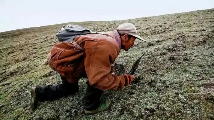 手把手教你辨別冬蟲(chóng)夏草的產(chǎn)地