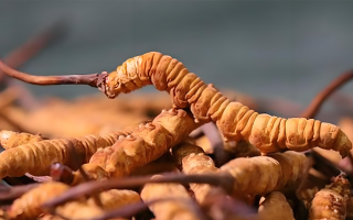 冬蟲(chóng)夏草泡酒全攻略：所需材料、選材標(biāo)準(zhǔn)與準(zhǔn)備指南