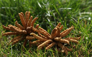 冬蟲(chóng)夏草水煮燉多久才合適？精準(zhǔn)把控時(shí)長(zhǎng)的科學(xué)指南