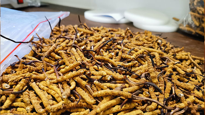 喝<a href=http://www.sdmkid.com/yangsheng/ target=_blank class=infotextkey>冬蟲夏草的作用</a>與功效