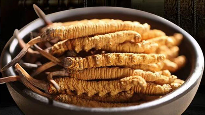 最新鮮的冬蟲(chóng)夏草：產(chǎn)地、采挖與保存之辨