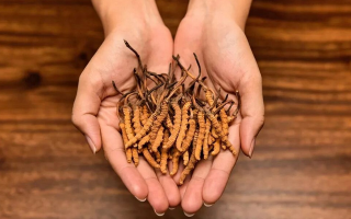 正宗新鮮冬蟲(chóng)夏草價(jià)格解析