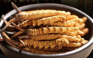 最新鮮的冬蟲(chóng)夏草：產(chǎn)地、采挖與保存之辨