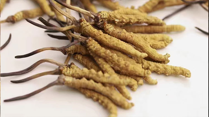 長期吃冬蟲夏草會怎么樣？從益處到注意事項詳解
