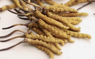 長期吃冬蟲夏草會怎么樣？從益處到注意事項詳解