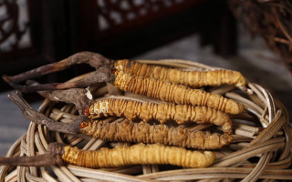 冬蟲夏草煲湯怎么煲好喝？營養(yǎng)與口感雙優(yōu)的實(shí)用指南