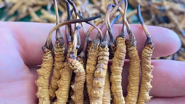 冬蟲夏草怎么辨別真假？6 個(gè)實(shí)用鑒別方法