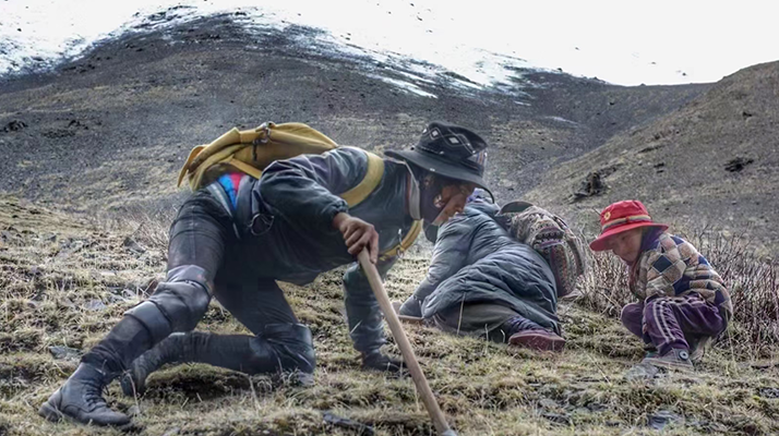 野生冬蟲夏草產(chǎn)地在哪里？核心產(chǎn)區(qū)與品質(zhì)特點解析
