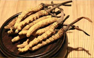 剛挖采的冬蟲夏草怎么辦？科學(xué)處理與儲存指南