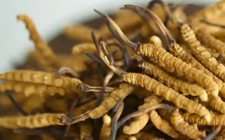 冬蟲(chóng)夏草輔助調(diào)理病癥的方法：科學(xué)搭配與食用指南