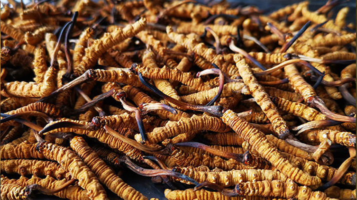 孕婦吃冬蟲夏草：安全用量與禁忌指南