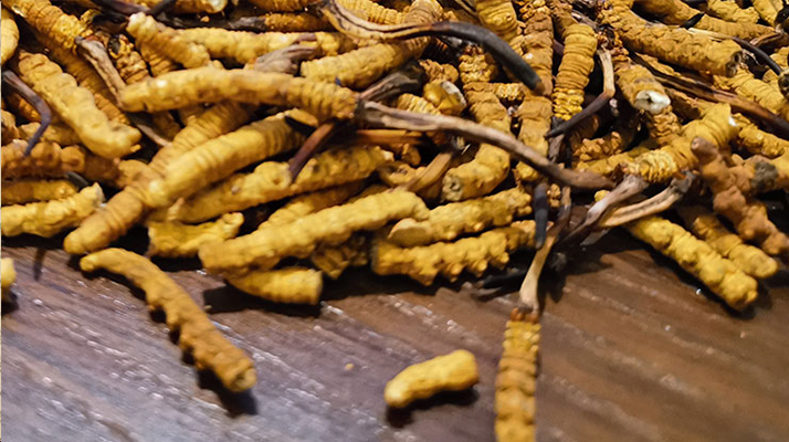 鮮冬蟲夏草并非 “制作” 而成！