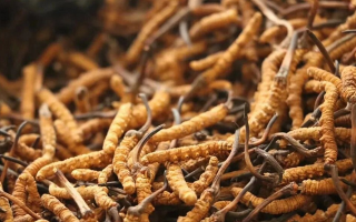 鮮冬蟲夏草有保質(zhì)期嗎？儲存方式與時效全解析