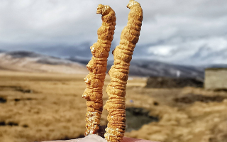 一根冬蟲夏草多少錢？2025 年價(jià)格拆解與選購(gòu)指南