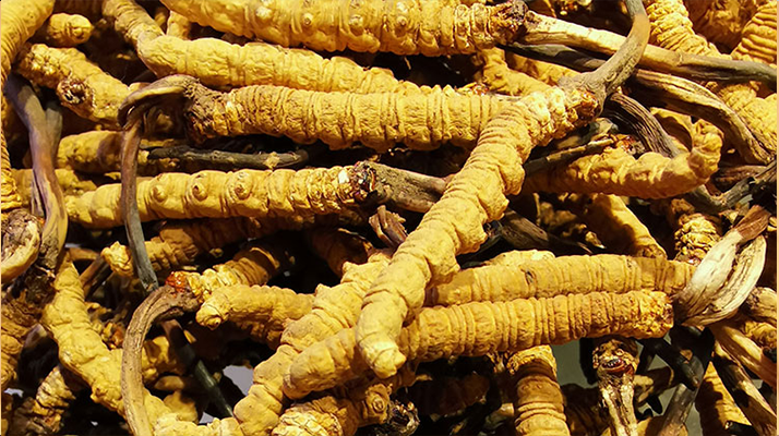 鮮<a href=http://www.sdmkid.com/jiage/ target=_blank class=infotextkey>冬蟲夏草多少錢</a>一斤 