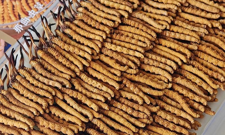 斷的冬蟲夏草：效果是否打折？科學(xué)解讀與實(shí)用建議