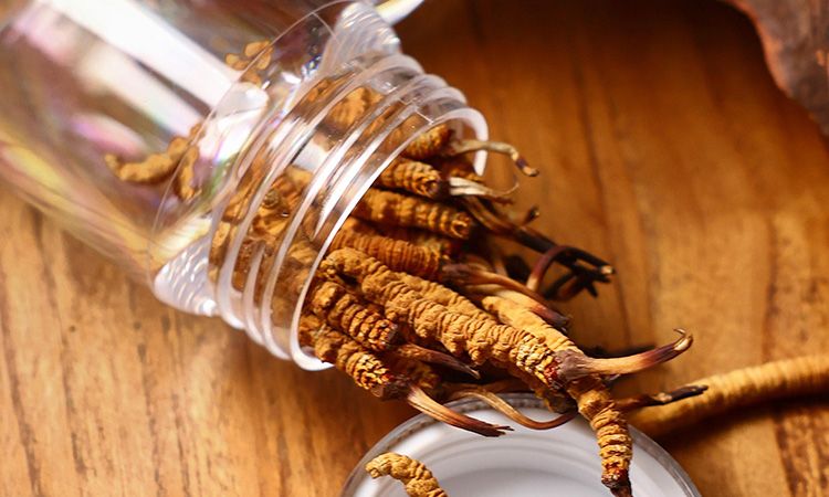 <a href=http://www.sdmkid.com/jiage/ target=_blank class=infotextkey>冬蟲夏草多少錢</a>一條 