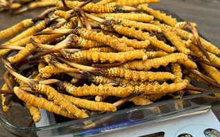 新鮮冬蟲夏草一次吃幾根？科學(xué)用量指南來了?