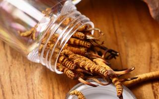 冬蟲夏草多少錢一條？2025 年單條價格換算與選購攻略