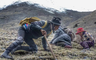 西藏哪些地方是冬蟲夏草產(chǎn)地？核心產(chǎn)區(qū)與品質(zhì)特點解析