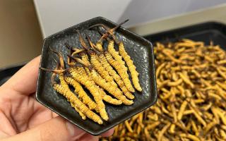 冬蟲(chóng)夏草可以煲骨頭嗎？當(dāng)然可以！這樣做營(yíng)養(yǎng)翻倍