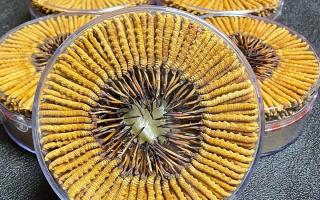 冬蟲夏草一斤價(jià)格多少？2025 年行情揭秘，差價(jià)竟達(dá)數(shù)十倍