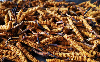 冬蟲(chóng)夏草多長(zhǎng)時(shí)間形成一根？自然孕育與人工培育的周期密碼