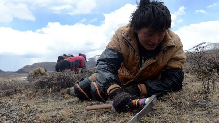 那曲<a href=http://www.sdmkid.com/sdph/wacr/ target=_blank class=infotextkey>挖草人</a>阿旺的蟲草采摘時間表 