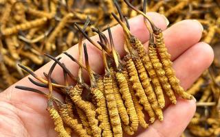冬蟲(chóng)夏草專家詳解：不同形態(tài)蟲(chóng)草的保存方法與時(shí)限，避免營(yíng)養(yǎng)白白流失