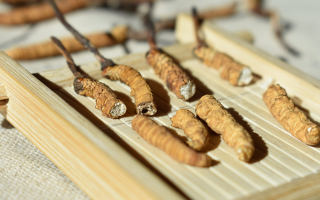 斷的冬蟲夏草一克啥價(jià)？2025 年實(shí)用行情嘮明白