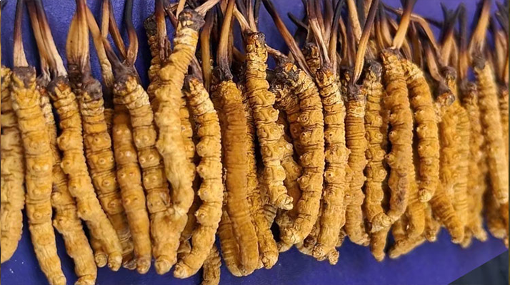 挖了三十年蟲草，這些采摘的苦，沒經(jīng)歷過的人真不懂