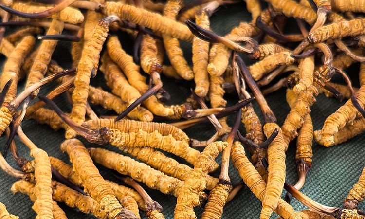 燉了二十年蟲草湯，這口感我太熟了，跟你細(xì)細(xì)說