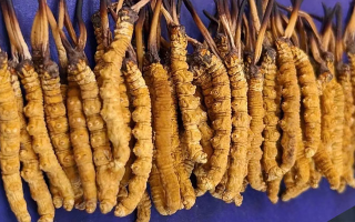 挖了三十年蟲草，這些采摘的苦，沒經(jīng)歷過的人真不懂