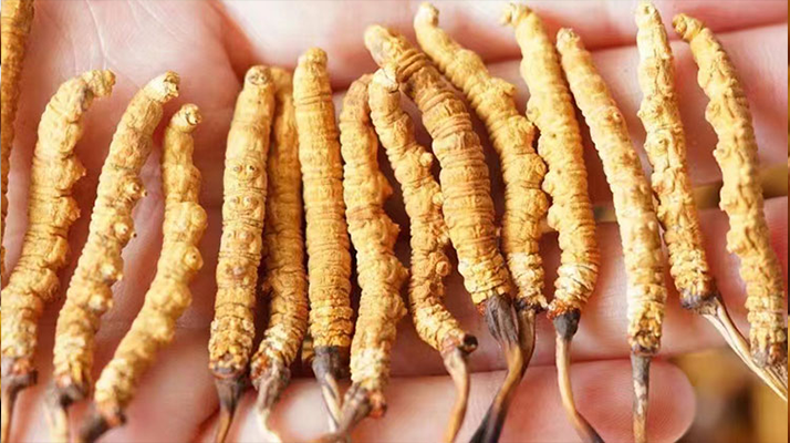 冬蟲(chóng)夏草最佳購(gòu)買(mǎi)時(shí)間：選對(duì)時(shí)機(jī)，兼顧品質(zhì)與性?xún)r(jià)比