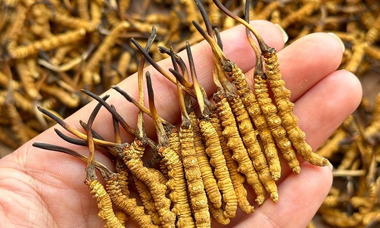 冬蟲(chóng)夏草保存時(shí)長(zhǎng)：專家解析關(guān)鍵影響因素與期限界定