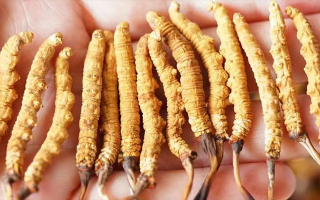 冬蟲(chóng)夏草最佳購(gòu)買(mǎi)時(shí)間：選對(duì)時(shí)機(jī)，兼顧品質(zhì)與性?xún)r(jià)比