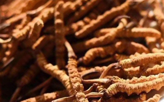 冬蟲(chóng)夏草采后保存指南：鎖住營(yíng)養(yǎng)，延長(zhǎng)鮮度?