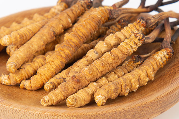  人工培育的冬蟲夏草有哪些功效和作用？