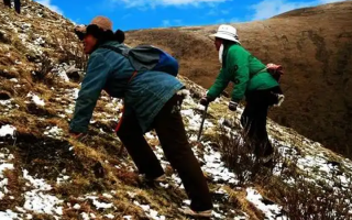  人工培育的冬蟲夏草和野生冬蟲夏草有什么區(qū)別？