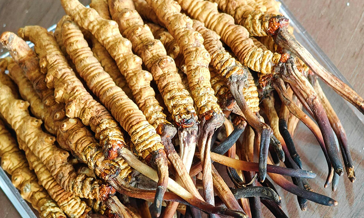 冬蟲夏草變質是什么樣 如何區(qū)分是否變質 變質后能不能食用