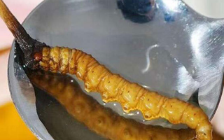 適合生理期喝的西洋參冬蟲(chóng)夏草搭配茶飲