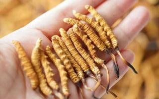 東強(qiáng)堂科普：3克冬蟲(chóng)夏草是幾根？那曲源頭品牌教你精準(zhǔn)換算