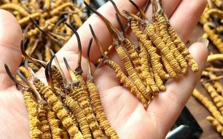 東強(qiáng)堂科普：雪山冬蟲夏草無“葉”！那曲珍品的草頭形態(tài)藏著品質(zhì)密碼