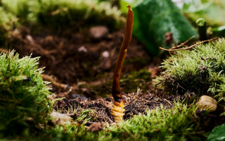  冬蟲夏草的市場價(jià)格受哪些因素影響？