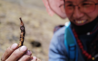  冬蟲夏草的產(chǎn)地溯源方法有哪些？