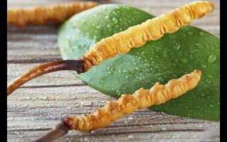 冬蟲夏草保存的最佳溫度